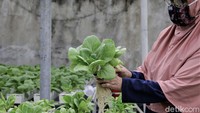 Meski memberikan keuntungan yang menjanjikan, bisnis budi daya hidroponik yang ditekuni Sutriani bersama sang suami juga tak lepas dari hantaman pandemi virus Corona. Sutriani mengatakan di masa pandemi seperti saat ini omsetnya bisa anjlok hingga lebih dari 70%.