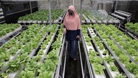 Sutriani Kamal (52) dan sang suami mulai menekuni budi daya hidroponik pada tahun 2019 lalu.  