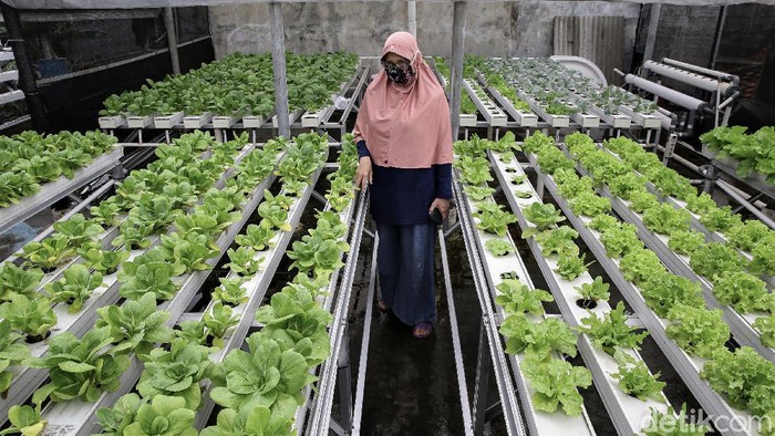 Pasang Surut Bisnis Budi Daya Hidroponik di Masa Pandemi Sutriani Kamal (52) bersama sang suami menyulap atap rumahnya menjadi perkebunan hidropnik. Kebun itu pun kerap jadi tempat belajar warga mengenal hidroponik.