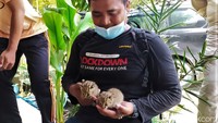 Saat melihat semak-semak yang bergoyang, cerita Masroin, ia yang semula takut akhirnya memberanikan diri mendekat. Masroin kaget ketika itu ia melihat seekor ular kobra sebesar pergelangan tangan orang dewasa sedang bertarung dengan kucing hutan.  