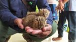 Penampakan 2 Kucing Hutan yang Bikin Geger Warga Lamongan