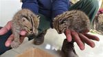 Penampakan 2 Kucing Hutan yang Bikin Geger Warga Lamongan