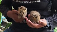 Penampakan dua ekor anak kucing hutan yang ditemukan pencari rumput, Masroin, di Dusun Mencorek, Desa Sendangharjo, Brondong, Lamongan, Jawa Timur, Selasa (16/2/2021).  