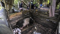 Petugas membongkar paksa kandang babi di kawasan Bandara Hang Nadim, Batam, Kepulauan Riau (Kepri), Selasa (16/2/2021).