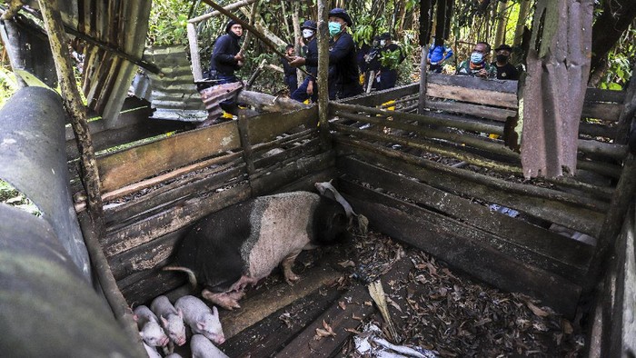 PENERTIBAN PETERNAKAN BABI ILEGAL Petugas membongkar paksa kandang babi di kawasan Bandara Hang Nadim, Batam, Kepulauan Riau (Kepri), Selasa (16/2/2021). Tim gabungan yang terdiri dari Dinas Operasi Lanud Hang Nadim dan Direktorat Pengamanan BP Batam Batam menertibkan belasan peternakan babi ilegal di Kawasan Keselamatan Operasi Penerbangan (KKOP) Bandara Hang Nadim. ANTARAFOTO/Teguh Prihatna/Lmo/rwa.