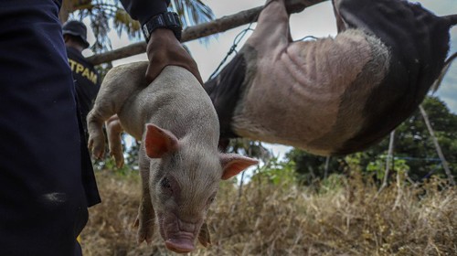 Petugas membongkar paksa kandang babi di kawasan Bandara Hang Nadim, Batam, Kepulauan Riau (Kepri), Selasa (16/2/2021).  Tim gabungan yang terdiri dari Dinas Operasi Lanud Hang Nadim dan Direktorat Pengamanan BP Batam Batam menertibkan belasan peternakan babi ilegal di Kawasan Keselamatan Operasi Penerbangan (KKOP) Bandara Hang Nadim. ANTARAFOTO/Teguh Prihatna/Lmo/rwa.