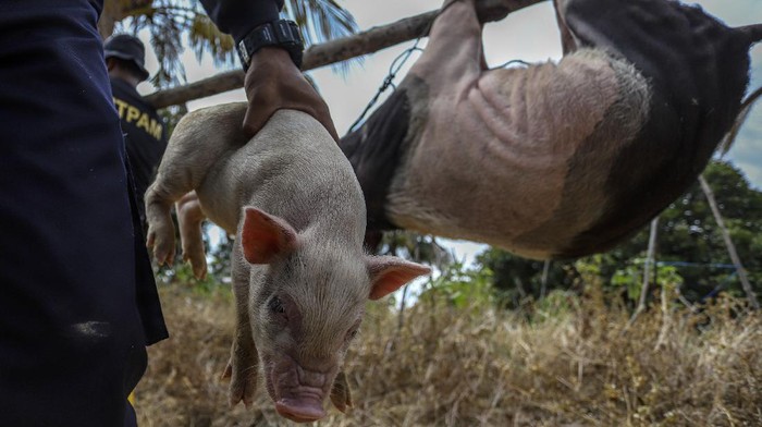 Petugas membongkar paksa kandang babi di kawasan Bandara Hang Nadim, Batam, Kepulauan Riau (Kepri), Selasa (16/2/2021).  Tim gabungan yang terdiri dari Dinas Operasi Lanud Hang Nadim dan Direktorat Pengamanan BP Batam Batam menertibkan belasan peternakan babi ilegal di Kawasan Keselamatan Operasi Penerbangan (KKOP) Bandara Hang Nadim. ANTARAFOTO/Teguh Prihatna/Lmo/rwa.