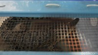 Subdit Gakkum Ditpolairud Polda DIY bersama BKSDA Yogyakarta mengamankan lima ekor buaya muara (crocodylus porosus) dan 14 ekor labi-labi moncong babi (carettochelys insclupta) diamankan dari enam kasus serta enam tersangka.  