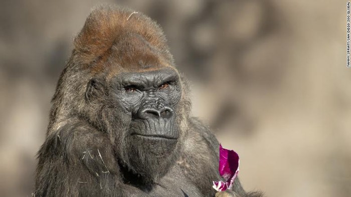 Winston, gorila tua di Kebun Binatang San Diego AS