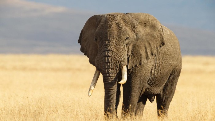 African Elephant