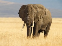 Zimbabwe Bantai 200 Gajah, Dagingnya Dibagikan kepada Warga