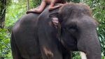 Intip Destinasi Traveling Alesya yang Pose Telanjang di Punggung Gajah