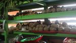 Bakso Kameumeut : Gurihnya Semangkuk Bakso Berlimpah Tetelan