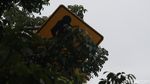 Duh, Rambu Jalan di Bandung Banyak Tertutup Pohon