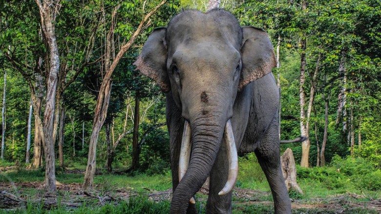 Gajah Sumatera Gajah Sumatera