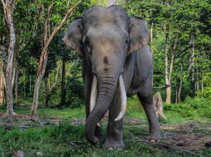 Celebrity on Vacation: Main Bareng Gajah di Lembah Hijau