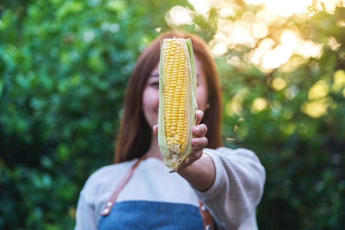 Closeup image of a woman holding and showing sweet corn
