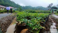 Harga bibit Anggur Brasil tergantung batang, kerindangan dan sudah berbuah atau belum. Kalau yang sudah berbuah minimal mulai dari Rp 2,5 juta hingga Rp 8 juta. Jika pengunjung ingin membeli bibit jenis tanaman lainnya, Deden bisa dengan mudah menyediakan.