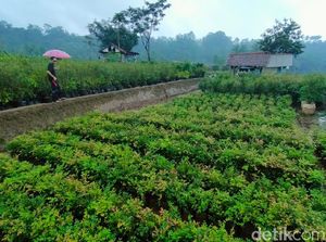Ada di Majalengka, Agrowisata Kebun Anggur Brasil Yang Unik