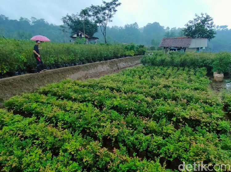 Foto: Kebun Anggur Brasil, Tapi Kok di Majalengka