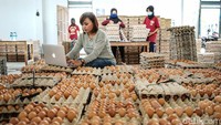 Novi pun berharap ke depannya aplikasi ini bisa terhubung ke banyak stakeholder seperti pedagang ataupun konsumen. Sehingga telur yang diproduksi oleh para peternak rakyat di Kabupaten Blitar bisa terserap hingga mampu menggerakkan ekonomi warga.