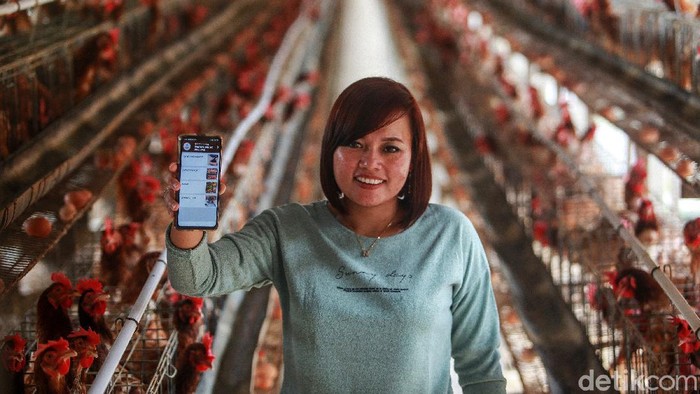Peternak ayam petelur, Kristina Sari Noviantri Ningtyas,  menunjukan aplikasi digital 'Pasar Mikro' yang membantu proses pemasaran di Koperasi Peternak Unggas Sejahtera (Putera) Blitar, beberapa waktu lalu.  (ARI SAPUTRA/detikcom)