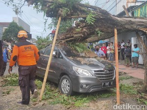 Diterjang Angin Kencang, Pohon Trembesi di Jember Tumbang Timpa Mobil