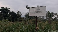 Sejak lama, warga memanfaatkan lahan yang kini jadi milik MNC Lido City itu dengan tanaman jagung, singkong dan sayur-sayuran.  