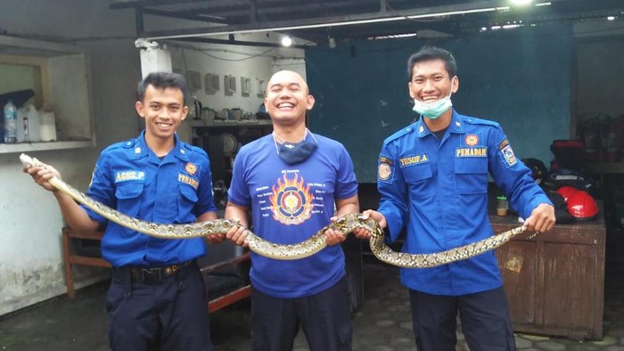 Petugas Damkar Sleman menunjukkan ular yang diamankan dari rumah warga