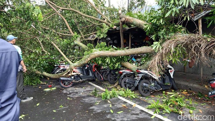 pohon tumbang timpa beberapa motor