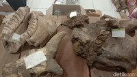 Di kawasan situs Patiayam paling dominan ditemukan gajah purba Stegodon trigonochepalus. Fosil itu diperkirakan berusia 700 ribu tahun hingga 1,5 juta tahun yang lalu. 