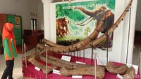 Situs Purbakala Patiayam menyimpan banyak fosil hewan purba. Situs Patiayam mulai dikenal sejak tahun 1857. Pada tahun itu ada seorang penelitian yang menemukan fosil gajah purba.
