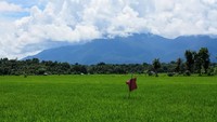 Gunung Palung adalah salah satu taman nasional terbesar di Indonesia. Ada banyak spesies hewan hingga flora langka. (Balai Taman Nasional Gunung Palung)