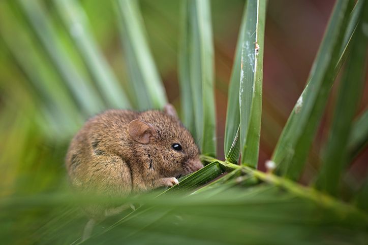 Terdampar di Pulau Tanpa Penghuni, 3 Orang Bertahan Hidup dengan Makan Tikus dan Kelapa
