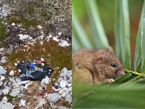 Terdampar di Pulau Tanpa Penghuni, 3 Orang Bertahan Hidup dengan Makan Tikus dan Kelapa