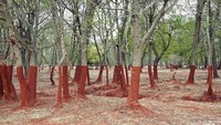 Di bagian pohon berwarna merah ini diakibatkan karena dampak terkena limbah beracun berlokasi di Hungaria. Palindromo Meszaros/boredpanda
