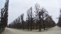Deretan pohon ini terlihat unik dengan potongan dan tingginya yang sama dengan lainnya terletak di taman Schonbrunn, Austria. Istimewa/boredpanda