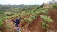 Agro Edu Wisata Garuda Mupuk baru dibuka dan ditata oleh kelompok tani Harapan Laksana 3 Desa Sukamulya sejak akhir 2020 kemarin.