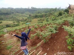 Ini Garuda Mupuk, Destinasi Agro dan Eduwisata Baru Ciamis