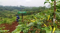 Meski pengerjaan Agro Edu Wisata Garuda Mupuk belum sepenuhnya selesai, tapi sudah menarik para pengunjung.