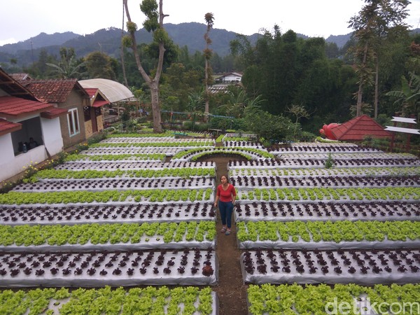 Ratna Junianti (55), warga Kampung Wangsakerta, RT 03/05, Desa Cibodas, Kecamatan Lembang, Kabupaten Bandung Barat dengan telaten menggarap lahan di kediamannya menjadi rumah bagi puluhan jenis sayuran dan tanaman hias. Ratna Junianti (55), warga Kampung Wangsakerta, RT 03/05, Desa Cibodas, Kecamatan Lembang, Kabupaten Bandung Barat dengan telaten menggarap lahan di kediamannya menjadi rumah bagi puluhan jenis sayuran dan tanaman hias.