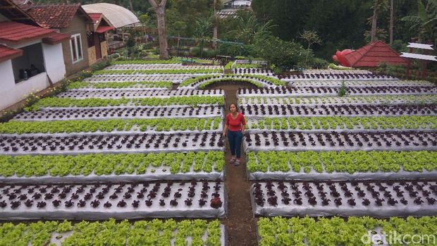 Agrowisata Halimun Lembang Bandung