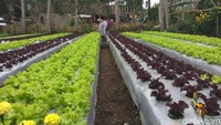 Tangan hangat para ibu-ibu membuat destinasi Agrowisata Halimun Lembang, Bandung jadi ladang penghidupan.