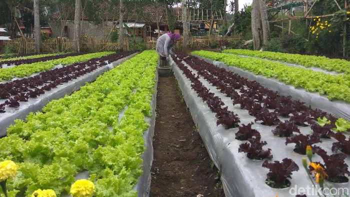 Agrowisata Halimun Lembang Bandung
