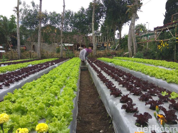 Rupa Agrowisata Bandung yang Dikelola Para Single Parent