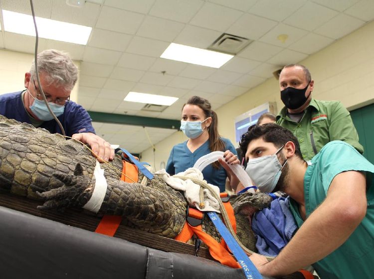 Foto: Telan Sepatu Sneakers Milik Pengunjung, Buaya Ini Dioperasi