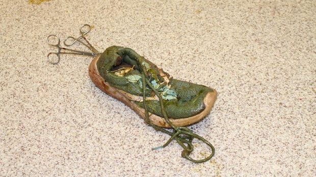 Buaya Ini Dioperasi Demi Keluarkan Sepatu Sneaker Ditelan