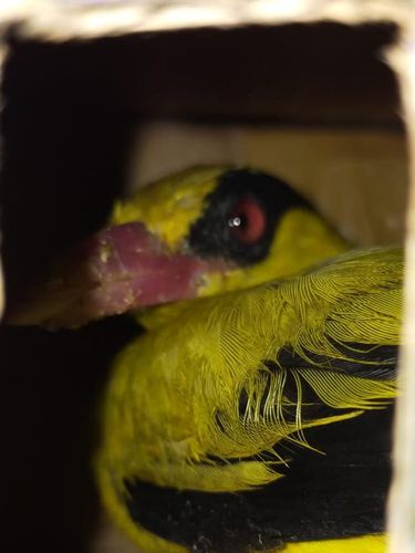 Burung selundupan dari Sumatera ke Merak (Dok Istimewa)