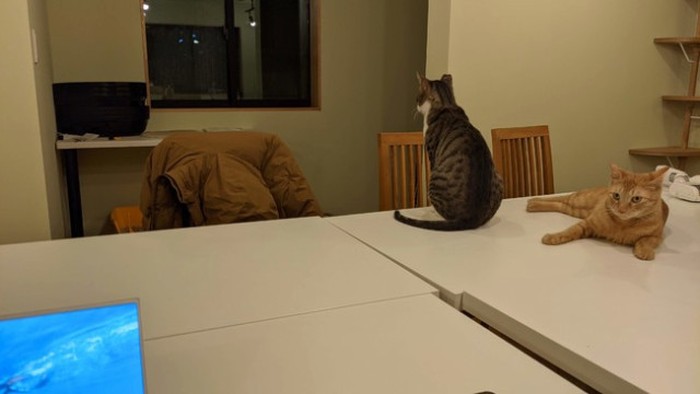 Coworking space kucing di Jepang