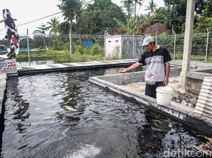 Jadi Primadona, Ikan Koi dari Blitar Sudah Berenang ke Negeri Jiran